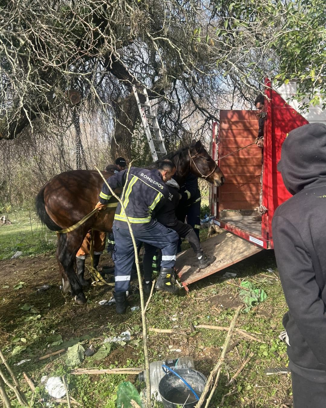 CARMELO: YEGUA CHOCADA EN SINIESTRO DE TRÁNSITO LOGRÓ SER TRASLADADA A MONTEVIDEO PARA SER ATENDIDA
