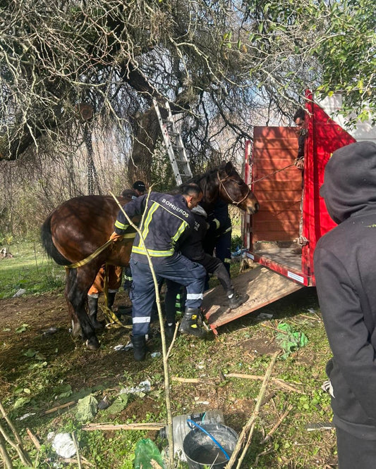 CARMELO: YEGUA CHOCADA EN SINIESTRO DE TRÁNSITO LOGRÓ SER TRASLADADA A MONTEVIDEO PARA SER ATENDIDA
