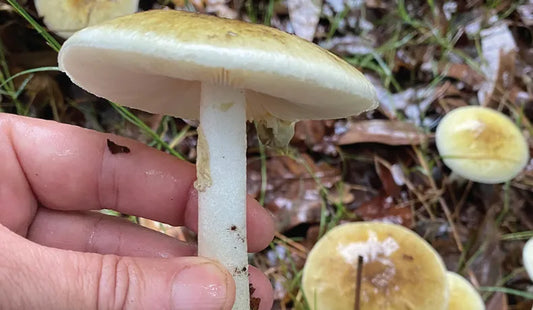 MSP EMITIÓ ADVERTENCIA SANITARIA POR HONGO "SOMBRERO DE LA MUERTE"