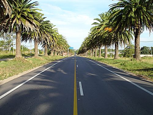 PICUDO ROJO: INTENDENTE DE COLONIA REITERÓ SU PREOCUPACIÓN