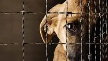BIENESTAR ANIMAL PIDE TIPIFICAR EL MALTRATO ANIMAL COMO DELITO: "NO PODEMOS SEGUIR SOLO CON UNA MULTA ECONÓMICA"